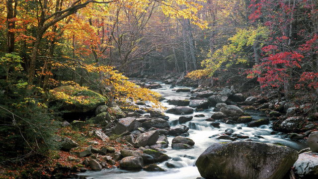 Autumn stream forest trees rocks free wallpaper for desktop - medium preview image