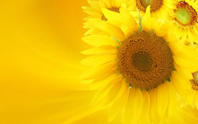 Yellow background sunflowers center other free wallpaper for desktop - medium preview image