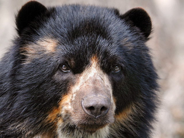 Black bear closeup face blurry free wallpaper for desktop - medium preview image