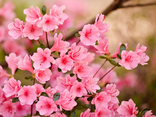 Pink flowers blooming tree branch #6 free wallpaper for desktop - medium preview image