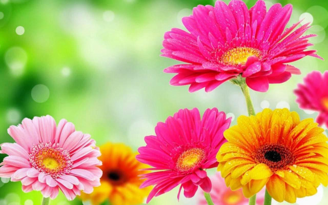 Colorful flowers vase table blurry free wallpaper for desktop - medium preview image