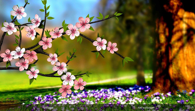 Tree pink flowers field blue free wallpaper for desktop - medium preview image