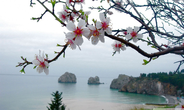 Tree white flowers ocean rocks free wallpaper for desktop - medium preview image