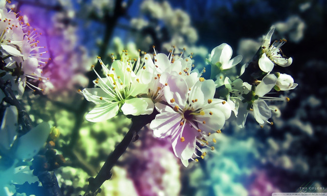 Close up flower blurry background #7 free wallpaper for desktop - medium preview image