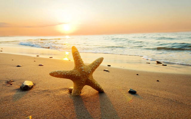 Starfish beach sunset ocean background free wallpaper for desktop - medium preview image
