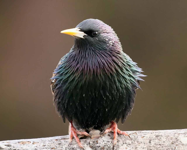 Black purple bird rock blurry free wallpaper for desktop - medium preview image