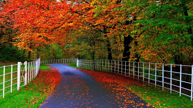 Road white fence trees leaves free wallpaper for desktop - medium preview image