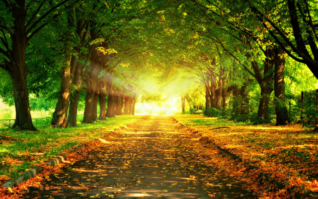 Park path trees leaves sunshine free wallpaper for desktop - medium preview image
