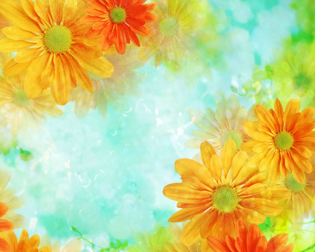 Orange yellow flowers blue background free wallpaper for desktop - medium preview image