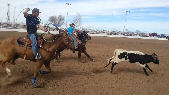 Rodeo horseman chasing cow outdoors free wallpaper for desktop - medium preview image