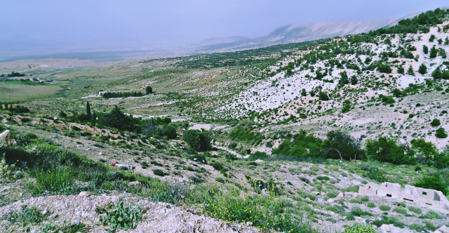 Mountain valley trees flower field free wallpaper for desktop - medium preview image
