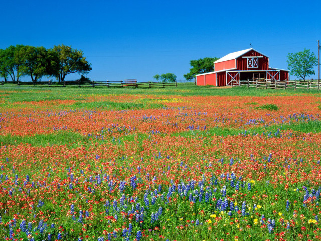 Red barn wildflowers blue sky free wallpaper for desktop - medium preview image
