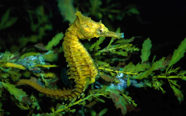 Yellow sea horse water seaweed free wallpaper for desktop - medium preview image