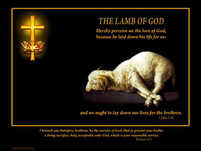 Sheep cross bible verse background free wallpaper for desktop - medium preview image