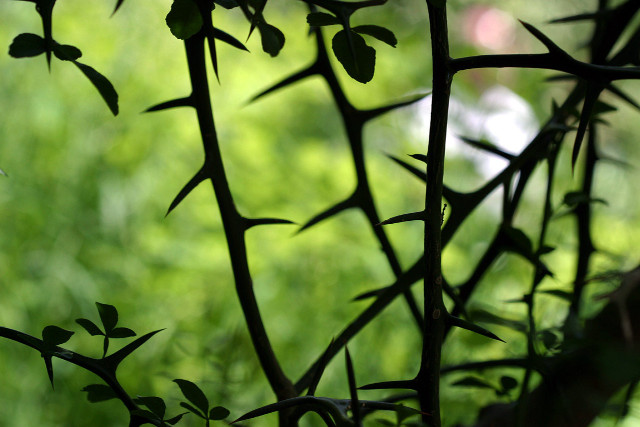 Close up plant leaves bamboo free wallpaper for desktop - medium preview image