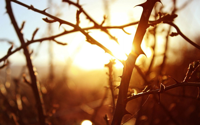 Tree branch sunset blurry background free wallpaper for desktop - medium preview image