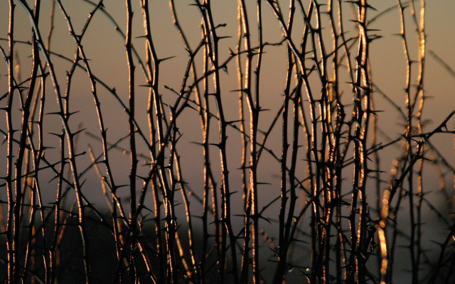 Branches sunset sky clouds background free wallpaper for desktop - medium preview image