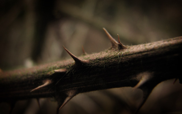 Branch spikes woods moss blurry free wallpaper for desktop - medium preview image