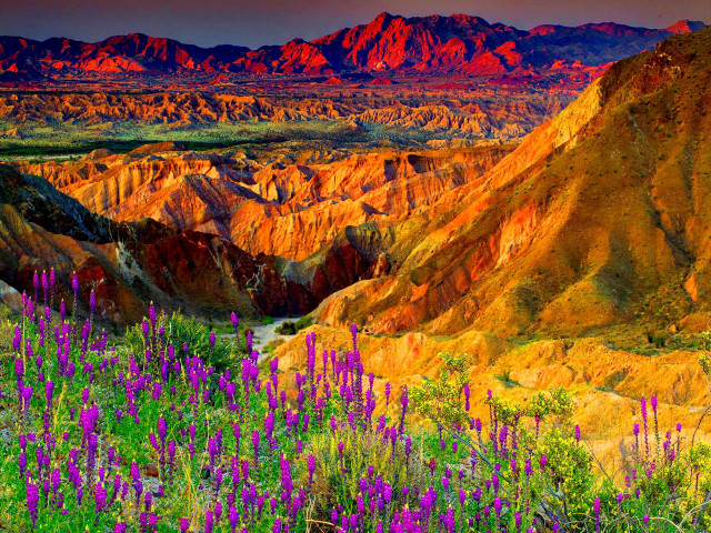 Mountain range wildflowers colorful sky free wallpaper for desktop - medium preview image