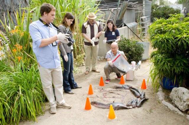 People fish garden orange cones free wallpaper for desktop - medium preview image