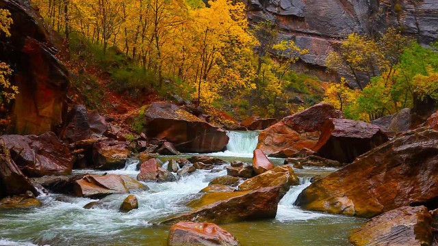 River forest rocks yellow leaves free wallpaper for desktop - medium preview image
