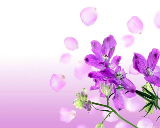 Purple flower butterfly gradient pink free wallpaper for desktop - medium preview image