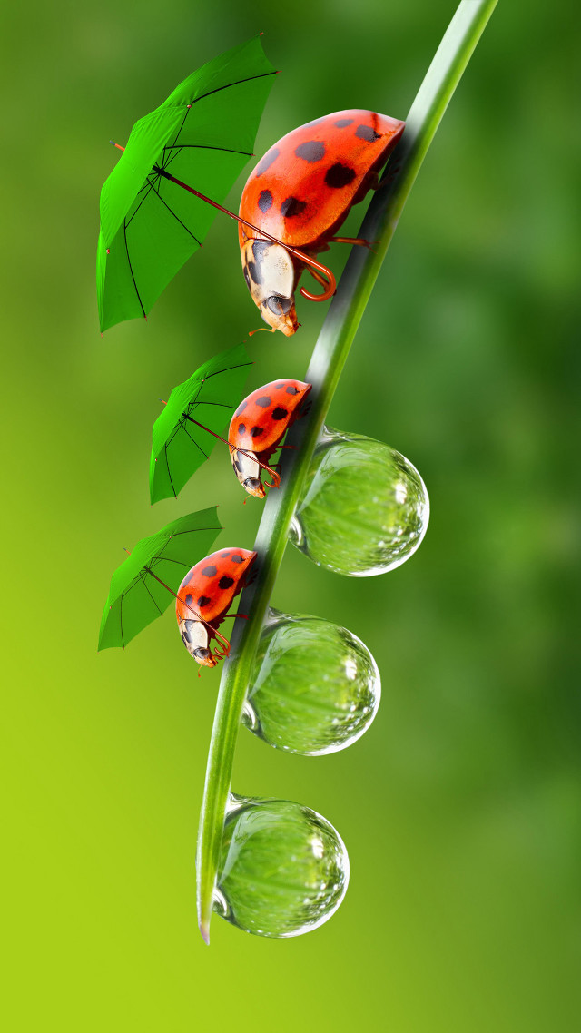 Three ladybugs green plant umbrellas free wallpaper for mobile - medium preview image