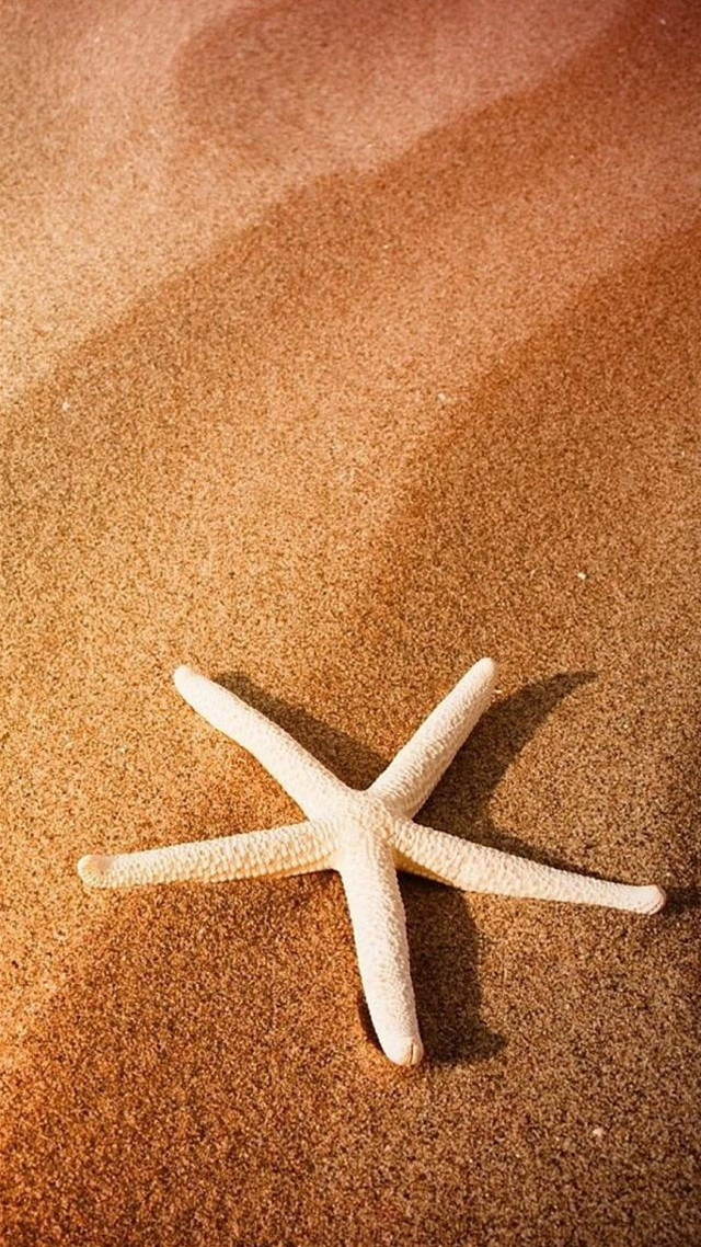 Starfish beach sand sunset sunrise free wallpaper for mobile - medium preview image