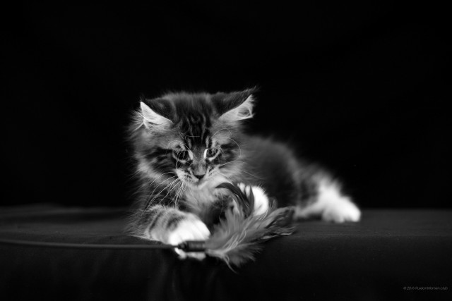 Kitten feather table blackwhite monochrome free wallpaper for desktop - medium preview image