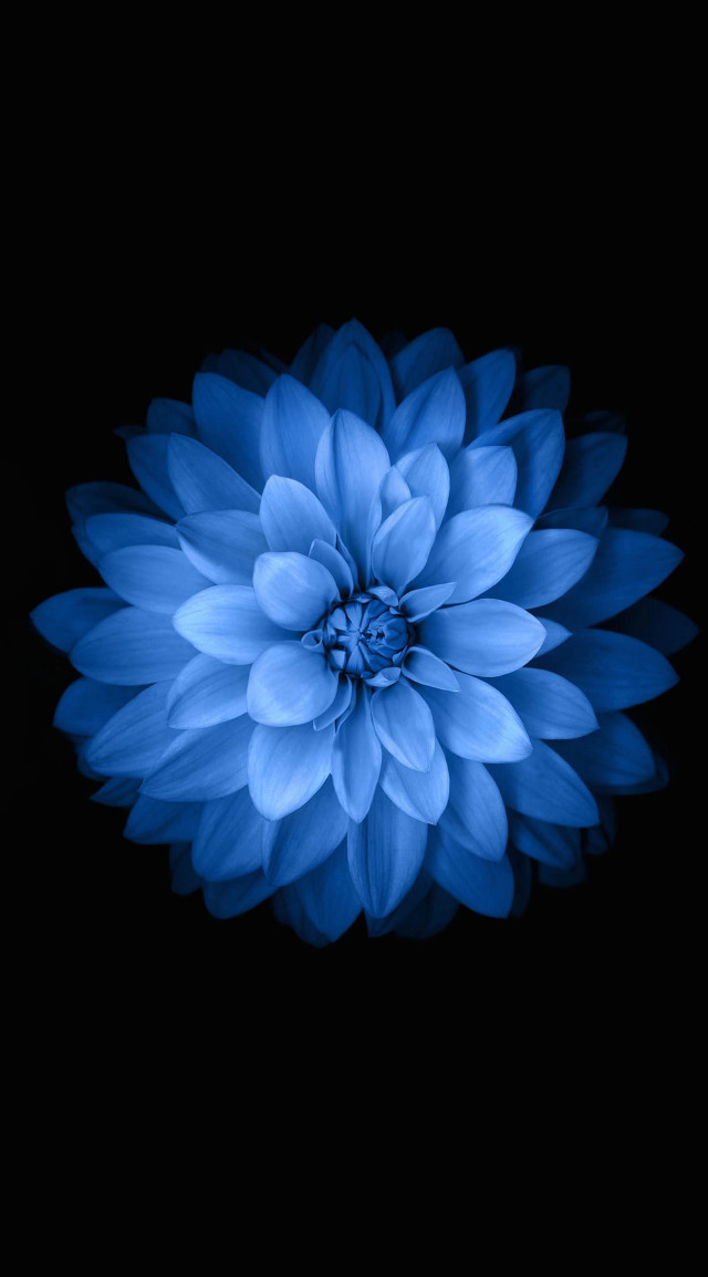 Blue flower dark background image free wallpaper for mobile - medium preview image