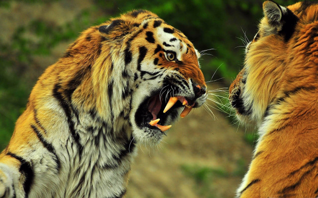Tigers fighting zoo enclosure wildlife free wallpaper for desktop - medium preview image