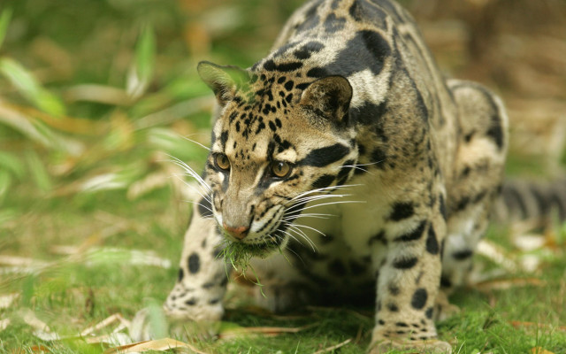 Small leopard walking lush green free wallpaper for desktop - medium preview image