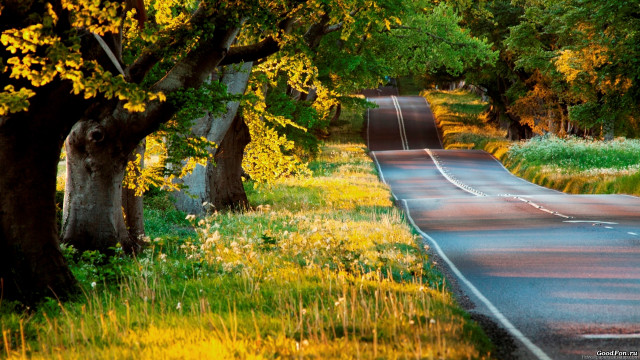 Curved road trees grass yellow free wallpaper for desktop - medium preview image