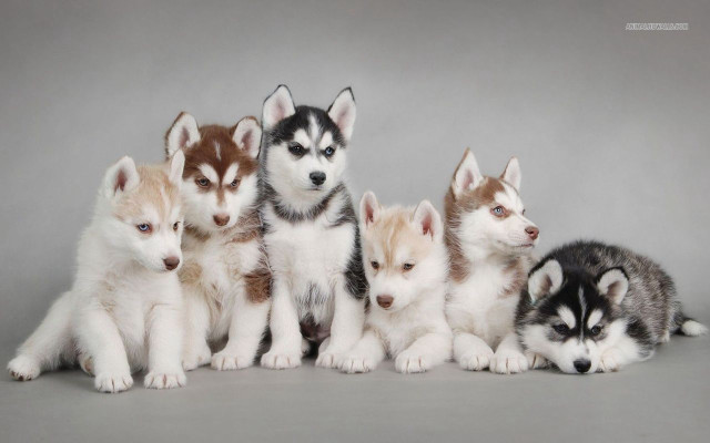 Husky puppies group sitting gray free wallpaper for desktop - medium preview image
