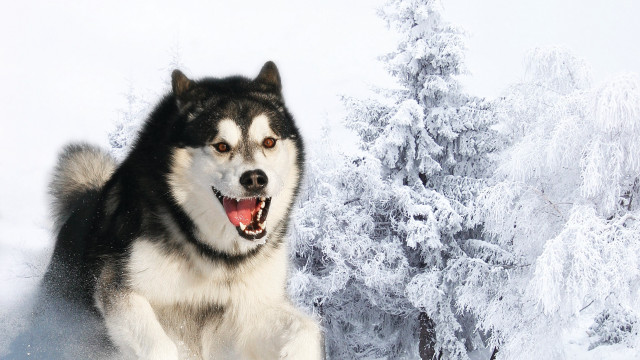 Husky running snow forest tree free wallpaper for desktop - medium preview image