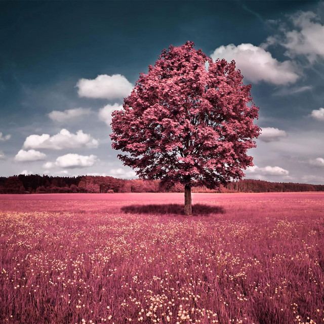 Tree field sky background clouds #3 free wallpaper for tablet - medium preview image