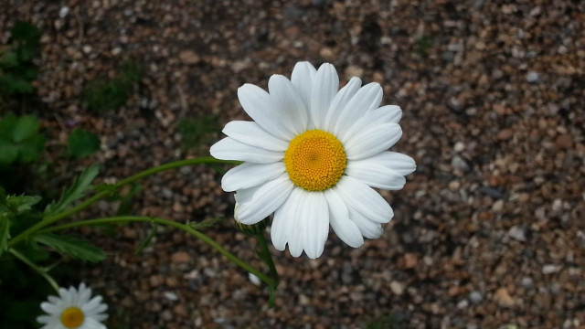 White flower yellow center macro #14 free wallpaper for desktop - medium preview image
