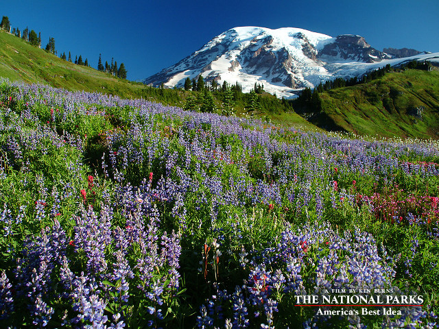 Snowy mountain wildflowers trees nature free wallpaper for desktop - medium preview image