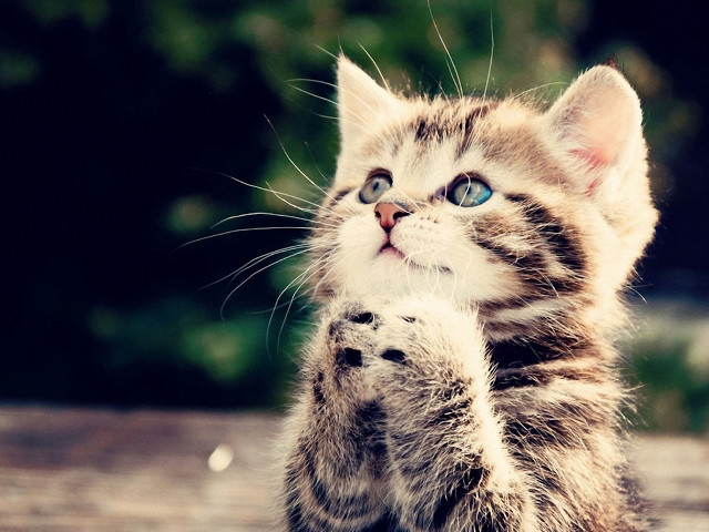 Kitten standing hind legs paws #2 free wallpaper for desktop - medium preview image