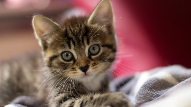 Small kitten blanket curious look free wallpaper for desktop - medium preview image