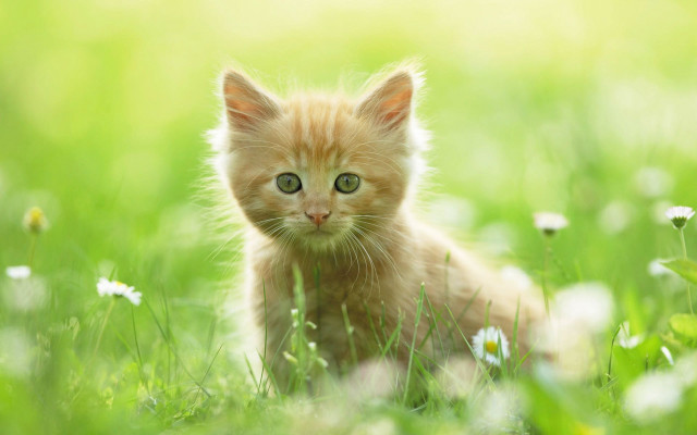 Small kitten in grass green free wallpaper for desktop - medium preview image
