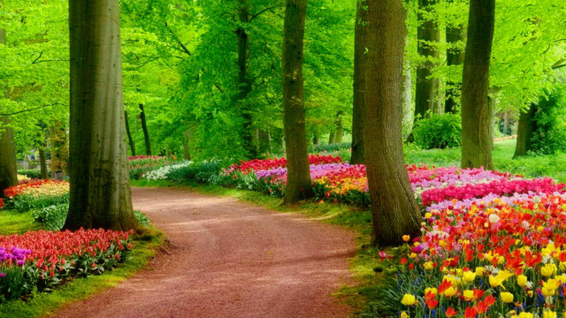 Forest path flower filled trees free wallpaper for desktop - medium preview image