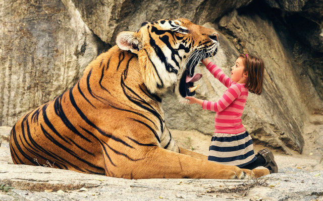 Woman petting tiger beach outdoors free wallpaper for desktop - medium preview image