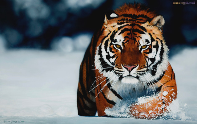 Tiger walking snow wild nature free wallpaper for desktop - medium preview image