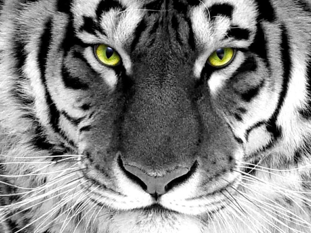 Tiger yellow eyes black background #2 free wallpaper for desktop - medium preview image