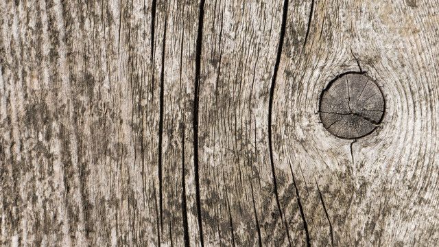 Wood hole bark missing trunk free wallpaper for desktop - medium preview image