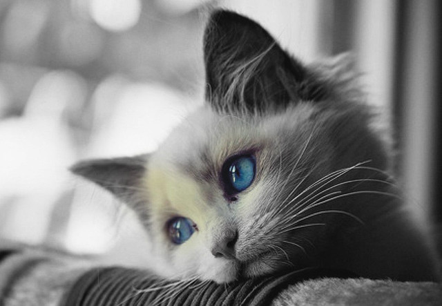 Cat blue eyes couch serious free wallpaper for desktop - medium preview image