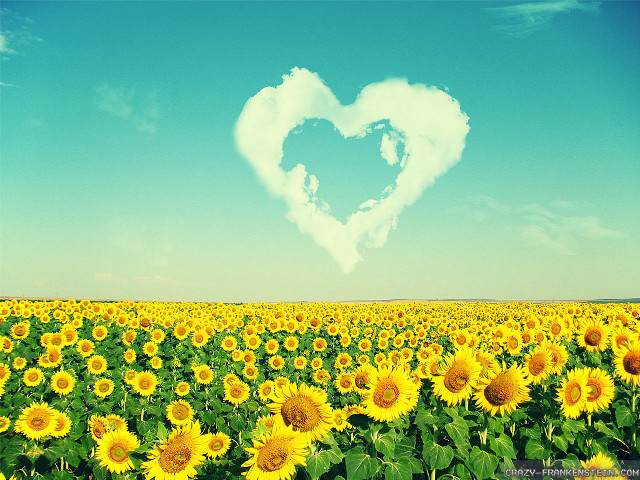 Sunflower field heart cloud sky free wallpaper for desktop - medium preview image
