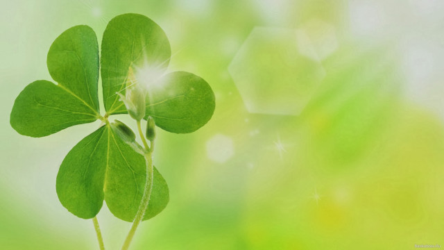 Four leaf clover green blurry free wallpaper for desktop - medium preview image