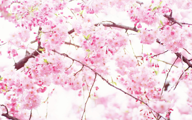 Pink flower tree sakura blossoms #2 free wallpaper for desktop - medium preview image